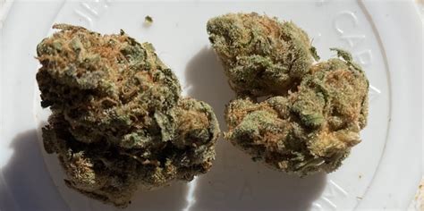 Swiss Watch Strain Review Rare Cannabis Strain Reviews