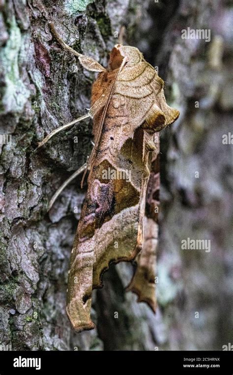 Angle Shades Moth Phlogophora Meticulosa Resting On A Tree Trunk