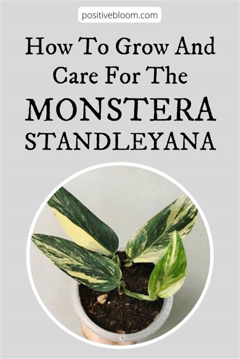 How To Grow And Care For The Monstera Standleyana