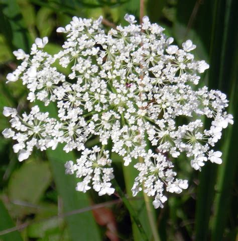 Queen Annes Lace Buffalo