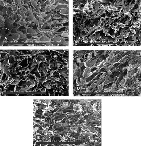 Cross Sectional Scanning Electron Microscopy Photographs Of The