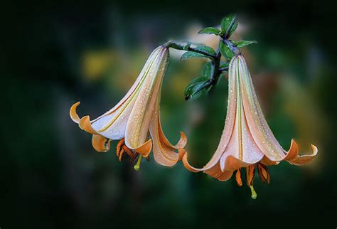 Peach Royal Lilies Photograph by Lily Malor - Fine Art America