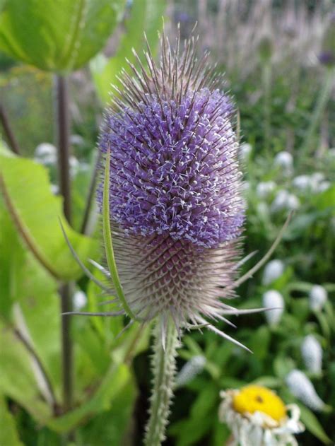 Fuller S Teasel Dipsacus Fullonum Garden Org