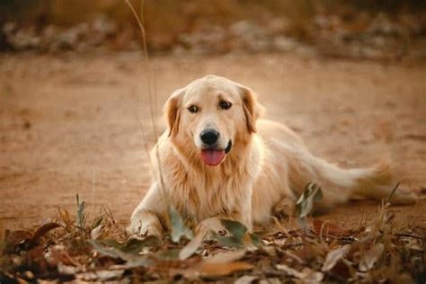 Golden Retriever Duck Hunting - Official Golden Retriever