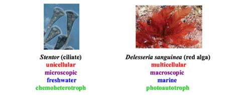 Lecture Protists Flashcards Quizlet