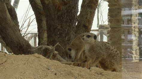 Zoo Zürich Erdmännchen sind Meister der Kooperation TeleBaern