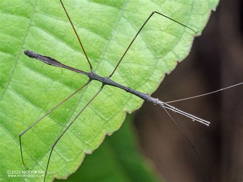 Thread Legged Assassin Bug Emesinae P6088958 View More Flickr