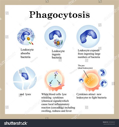 Phagocytosis The Process Of Destroying Bacteria By Leukocytes