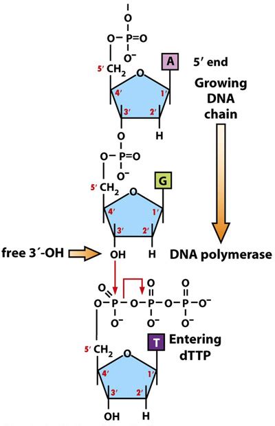 Phosphodiester bond formation