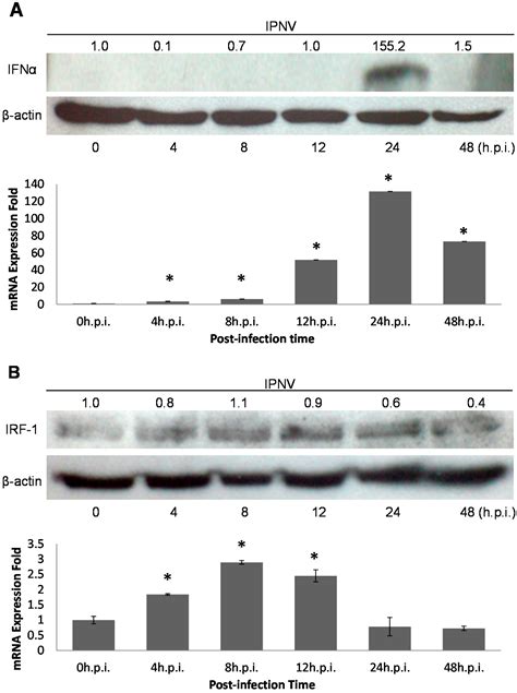 Ijms Free Full Text Interferon Regulatory Factor 1 Irf 1 Is