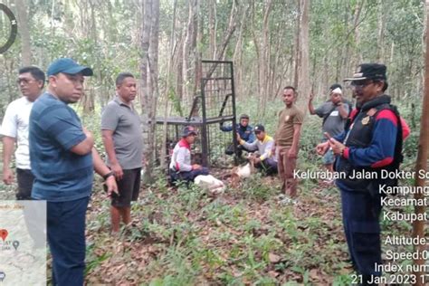 BB KSDA Riau Pasang Kamera Dan Kandang Jebak Harimau Di Siak ANTARA News