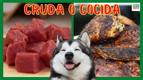 ¿los Perros Pueden Consumir Carne Cruda Arjal