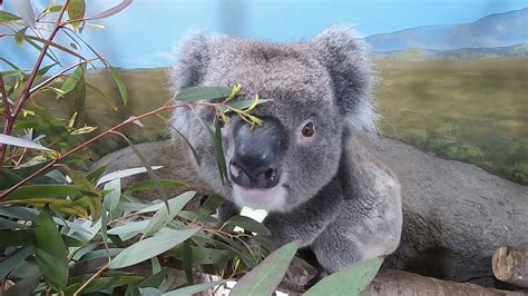 Koala Experience At Longleat Safari Park Youtube