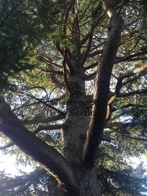 tree pruning emerald sherbrooke tree service