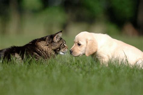 Cómo criar a un perro y un gato en la misma casa Mascotitas