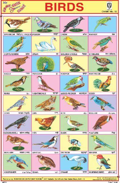 Indian Birds Chart