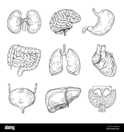 Órganos internos humanos Cerebro corazón y riñones arrastrados a mano