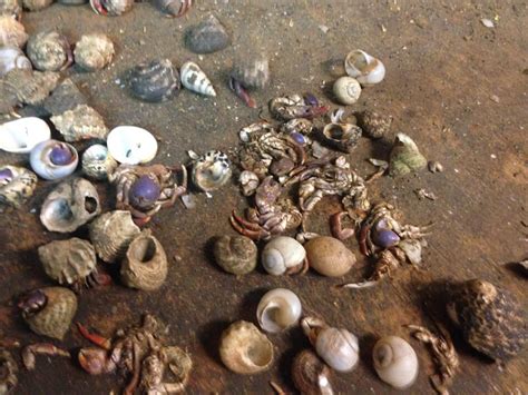 Exposed: Live Hermit Crabs' Shells Crushed, Hundreds Dead at Pet Trade Supplier