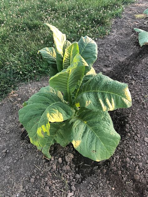 Virginia Gold Tobacco Seed Nicotiana Tabacum Etsy