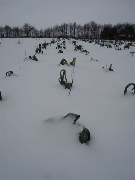 Ripple Farm Organics: Leeks Lifecycle