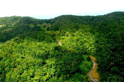 Tobago Rain Forest Tour 2024 Trinidad Viator