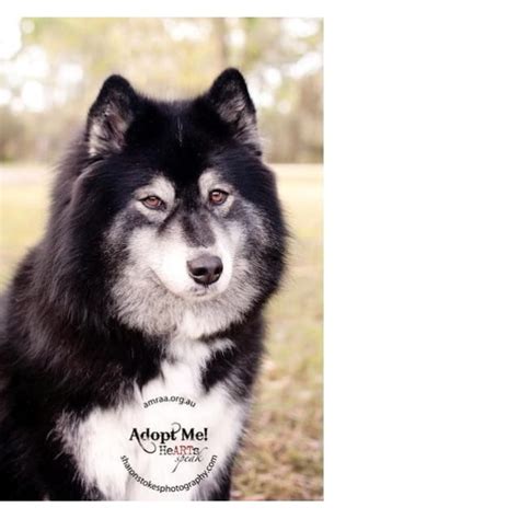 Teddy To Be Rehomed With Taro Large Male Alaskan Malamute X Samoyed