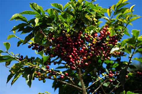 Pre O Do Caf Robusta Alcan A Novo Recorde No Mercado Interno