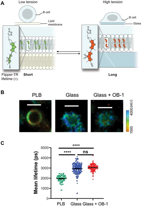 B Cell Responses To Membrane Presented Antigens Require The Function Of