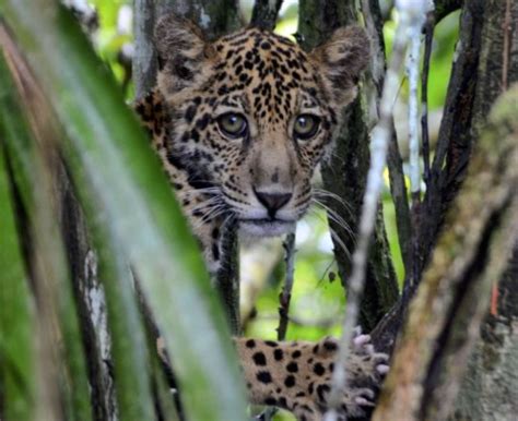 Onça-pintada: dez curiosidades sobre o maior felino das Américas ...