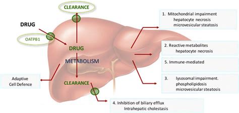 Illustration Of Mip Dili Relevant Mechanisms Of Drug Induced Liver