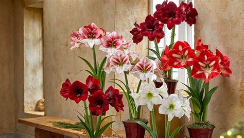 How To Pot An Amaryllis Bulb Gardeners Supply