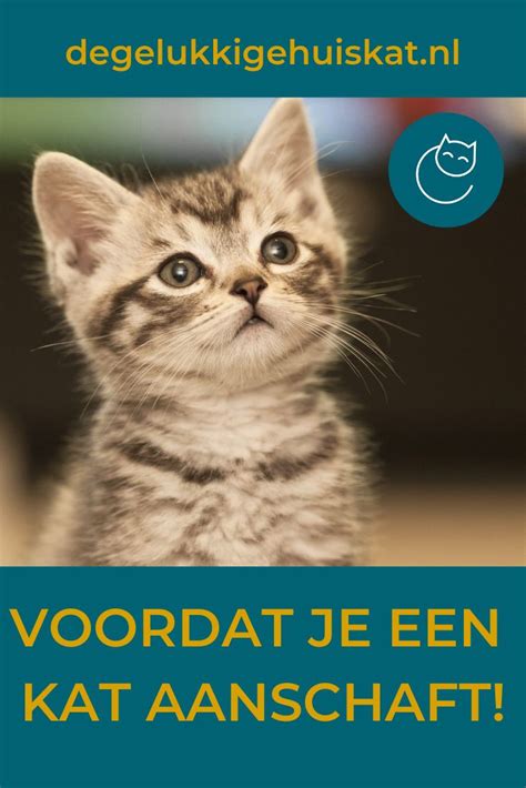 Hierover Moet Je Nadenken Voordat Je Een Kat Aanschaft Katten Kat