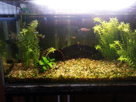 Diy Co2 Planted Tank Tropical Aquariums Sa