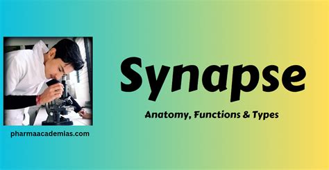 Synapse- Anatomy, Functions & Types - Pharmaacademias