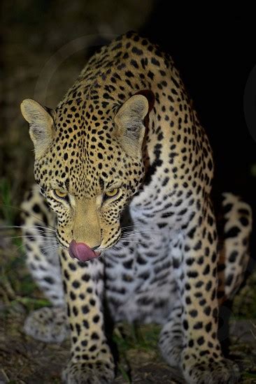 Hungry Leopard By Sed Photography Photo Stock Studionow