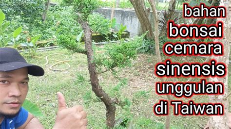 Bahan Bonsai Cemara Sinensis Unggulan Bonsai Cemara Taiwan YouTube