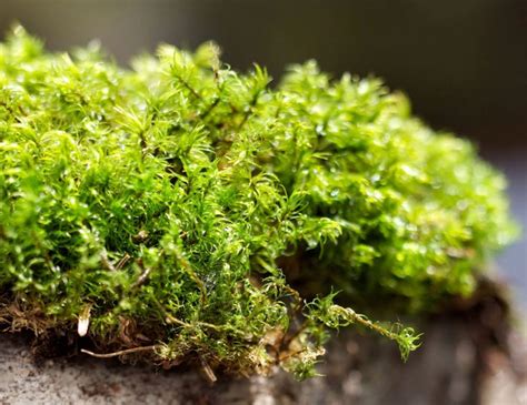 Bryophyta | Moss garden, Plant life cycle, Kingdom plantae