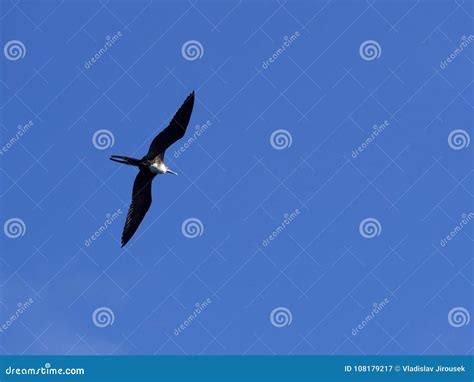 Flying Female Magnificent Frigatebird Fregata Magnificens Santa Cruz