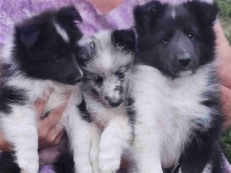 Shetland Sheepdog (Sheltie) Puppies For Sale In Michigan