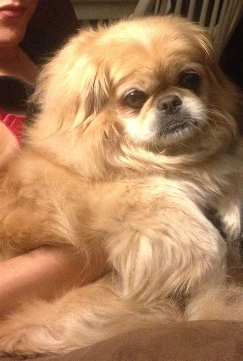 Pin By Geri Cochran On Pekingnese Loves Of My Life Pekingese Dogs