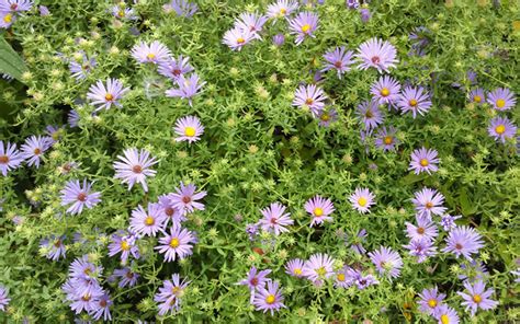 aromatic-aster | Association to Preserve Cape Cod