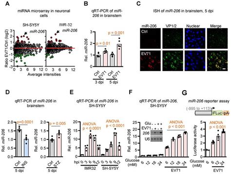 Hyperglycemia Facilitates Ev71 Replication Insights Into Mir 206