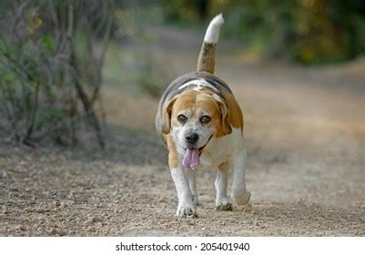 Fat Beagle Dog Stock Photos - 331 Images | Shutterstock