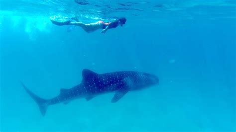 Swimming With Whale Sharks Mafia Chole Island YouTube