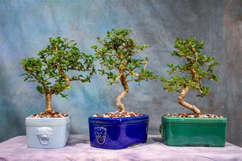 Fukien Tea Regular Leaf Curved Trunk Bonsai Tree Wigerts Bonsai