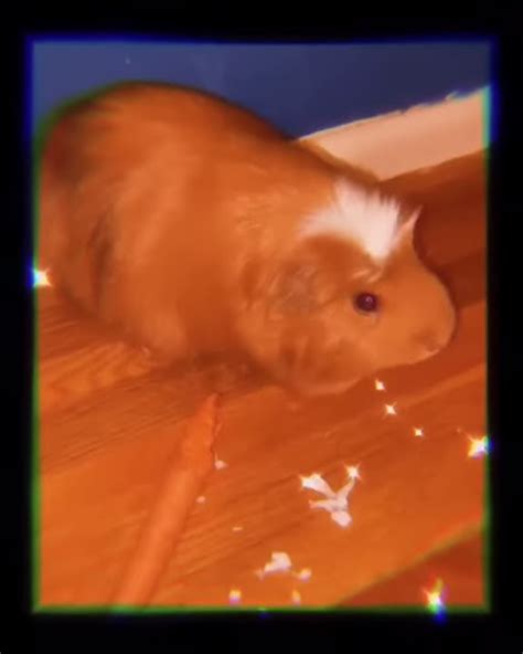 Edit Of My Guinea Pigs 😁💕 Youtube