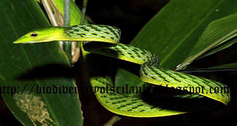 Biodiversity Of Sri Lanka ඇහැටුල්ලා Ahatulla Green Vine Snake