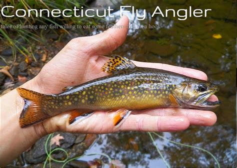 Connecticut Fly Angler Title Photos