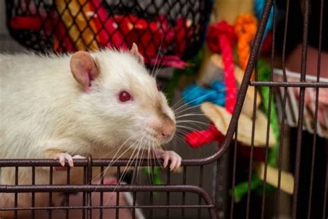 700+ Cute Pet Rat Names: Famous & Disney Rats, Pair Names, Black ...