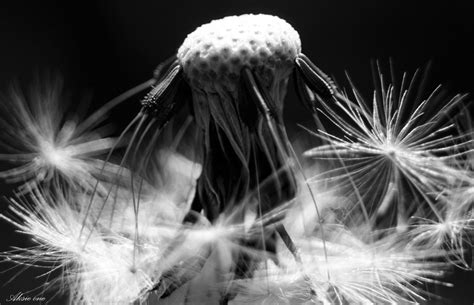 Dandelion B W Close Up Dandelion Bob Van Tol Flickr